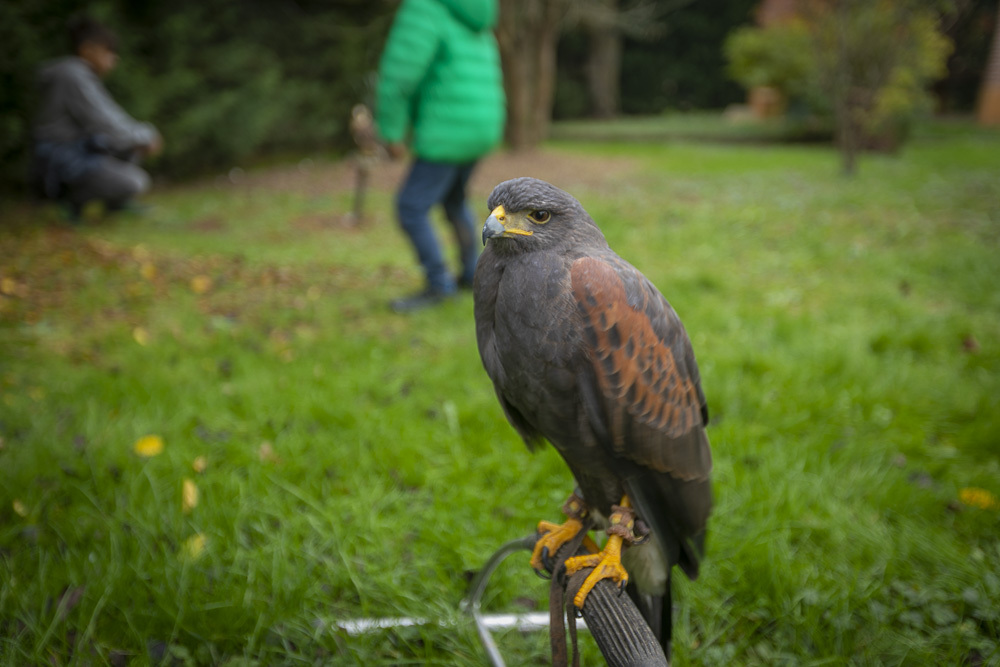 СОКОЛИНАЯ ОХОТА В ПЬЕМОНТЕ