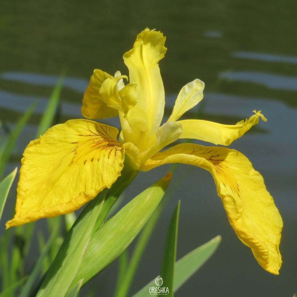 Seeds of Yellow false calamus iris (Iris pseudacorus) — 10 pcs