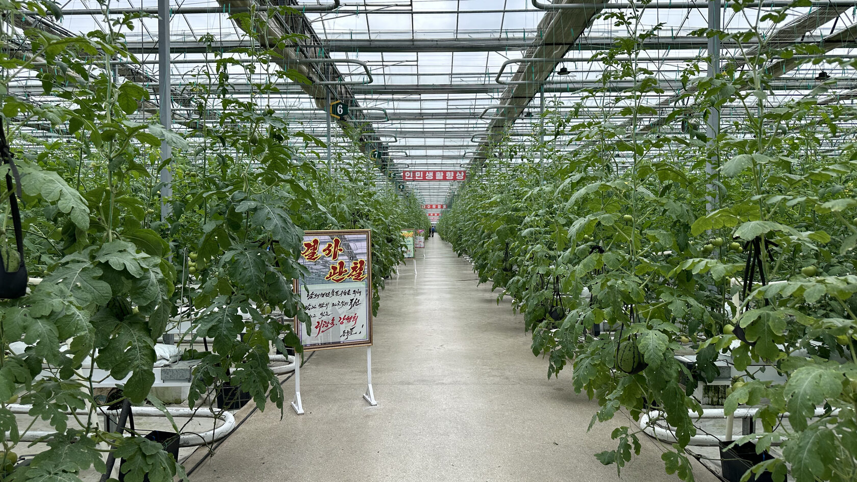 Кандонский тепличный комбинат. КНДР (Северная Корея)