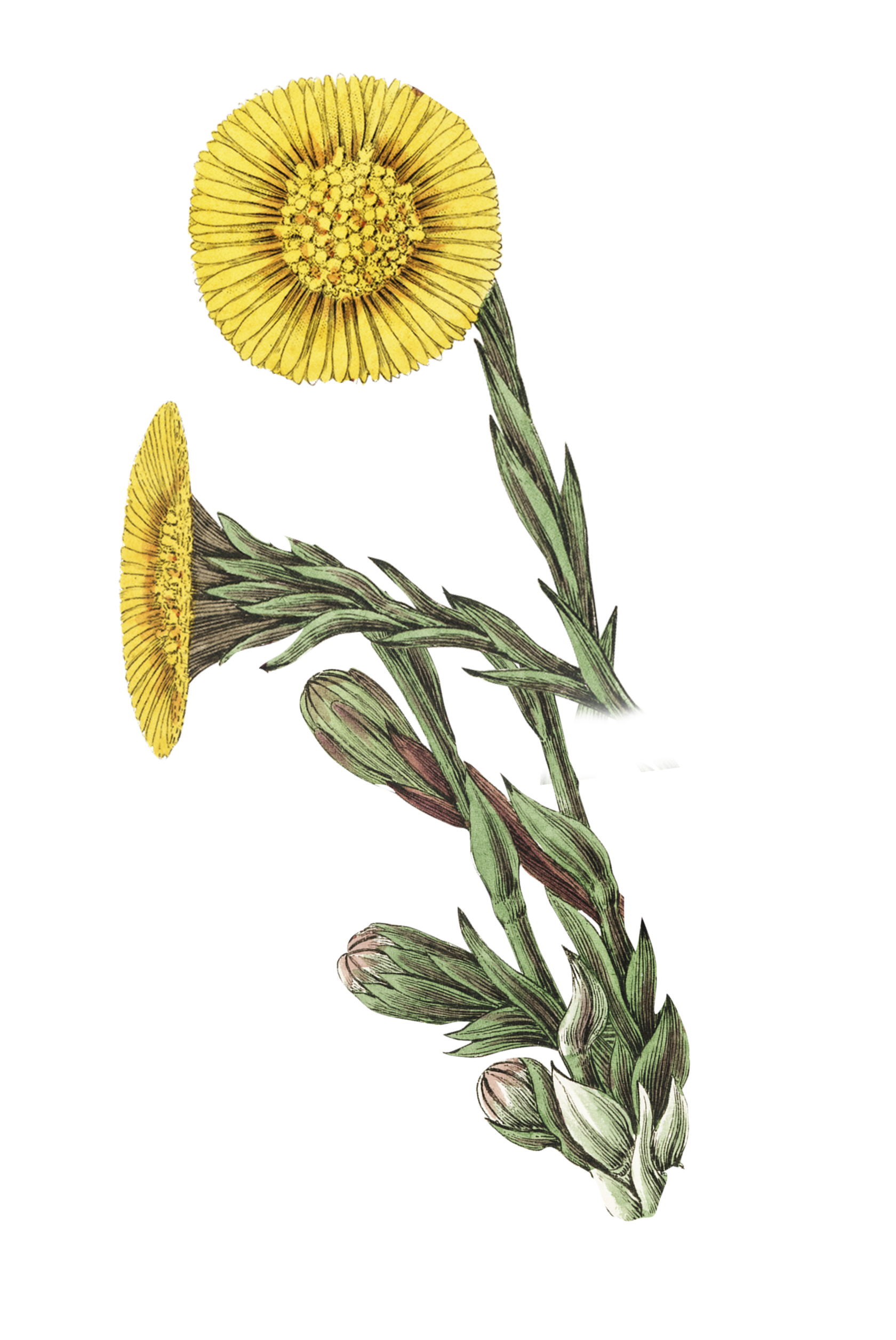 натуральная косметика, магазин профессиональной косметики, крем для ног, крем для ног с мочевиной, крем для ног купить, масло для ногтей, масло монарды для ногтей, масло для ногтей купить, косметика для ногтей, дезодорант для ног