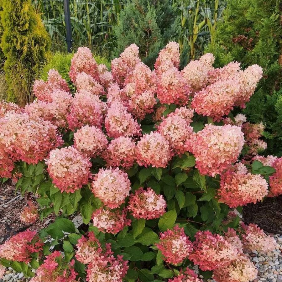 Гортензия метельчатая пинклайт