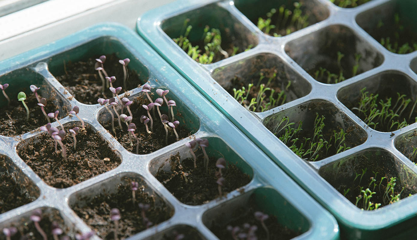 Well-prepared garden soil with seedlings and gardening tools ready for transplanting