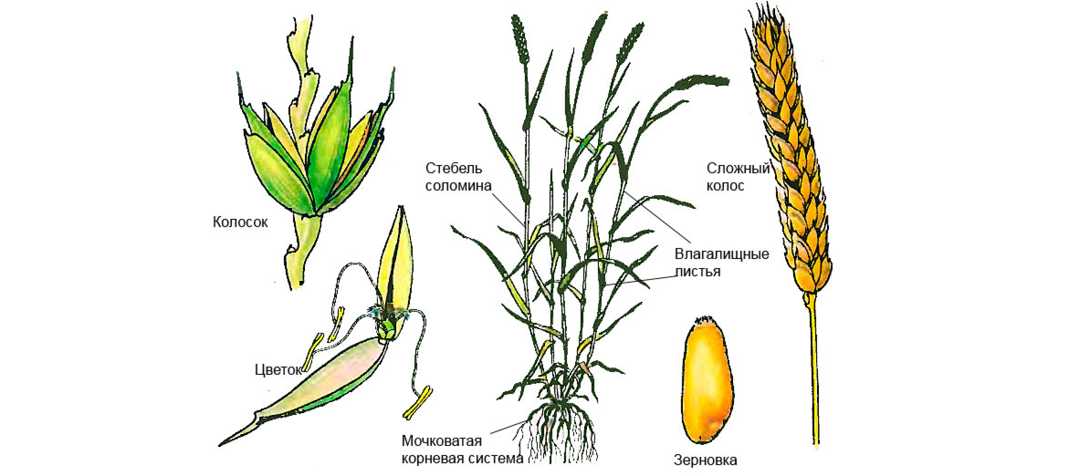 Биология пшеницы. Строение Колоса озимой пшеницы. Озимая пшеница строение растения. Схема строения колоска пшеницы. Строение Колоса Яровой пшеницы.
