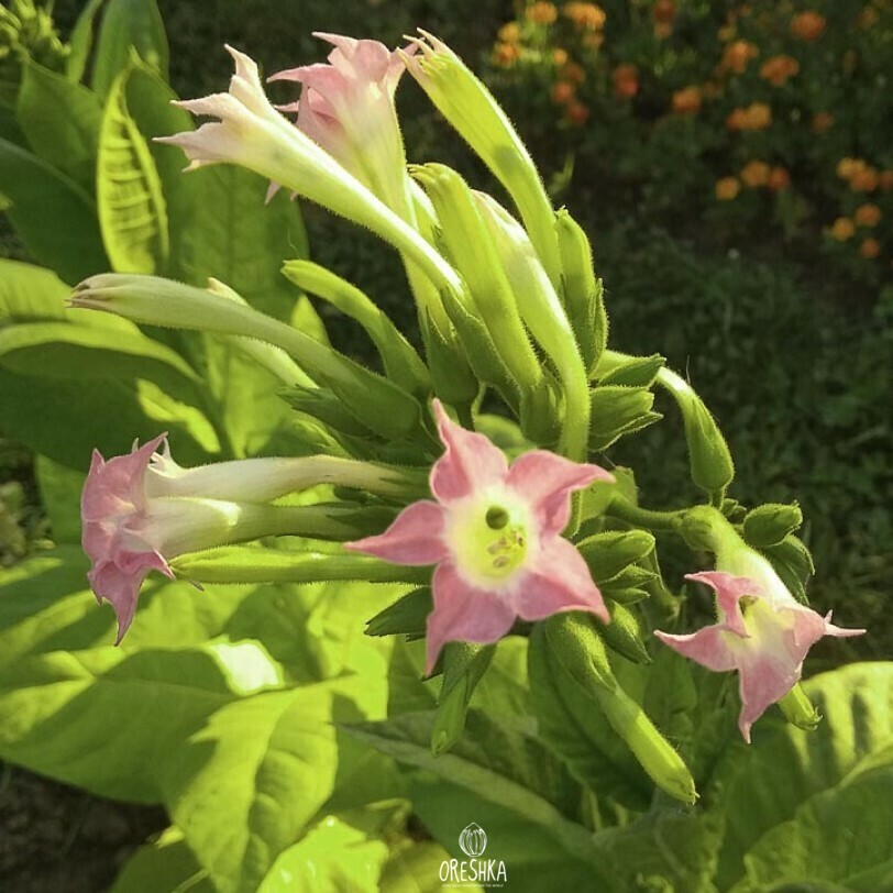 goose creek tobacco Tobacco Goose Creek Red Virginia fresh seeds, Nicotiana tabacum