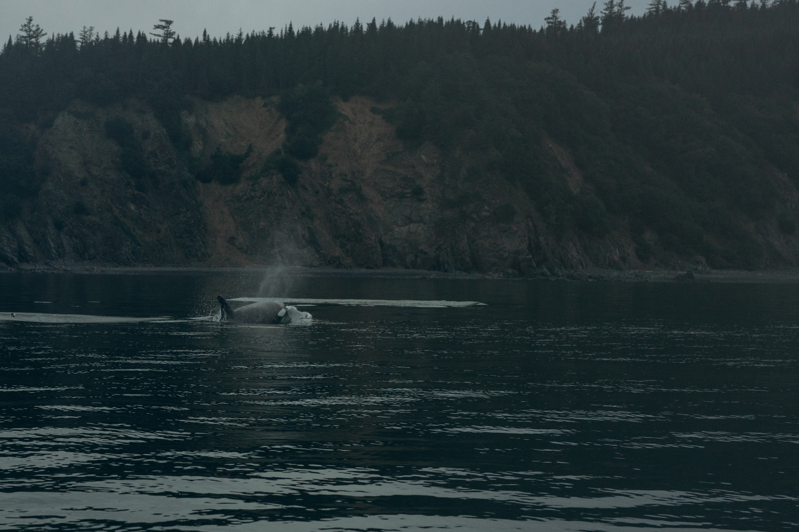 Косатки в заливе Николая в Китовой гавани