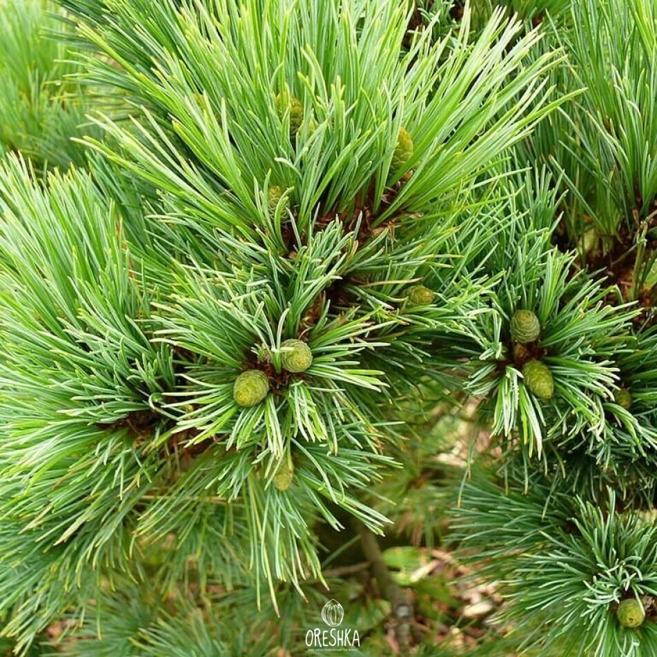 Pinus peuce needles 5-needle bundle close up