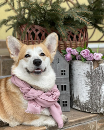 Зоогостиница