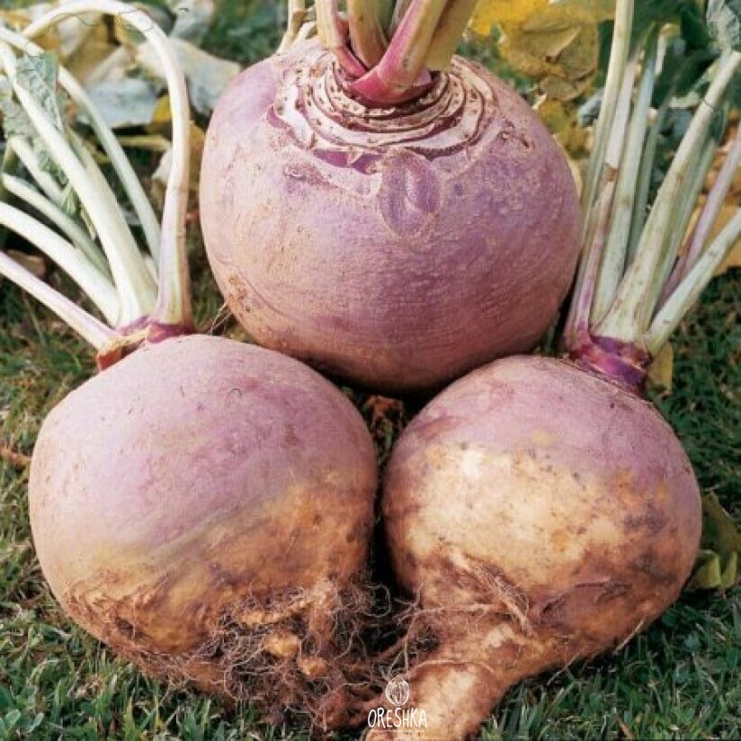 Seeds of Rutabaga Krasnoselskaya (Brassica napobrassica) — 50 pcs