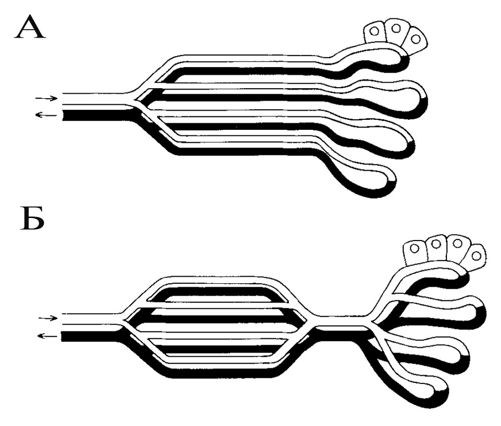 типы строения чудесной сети