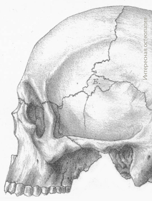Птерион к ураносакральной системе мозаичный тип