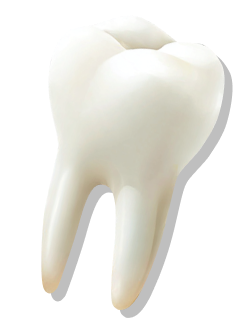 Молочный зуб, путешествие во рту