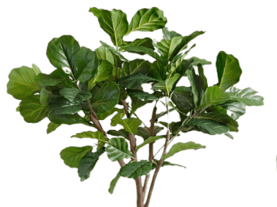 Листья растения