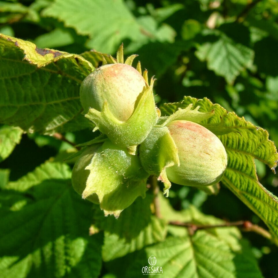 Ladyfingers hazelnut basket harvest early July ripe fresh Georgia