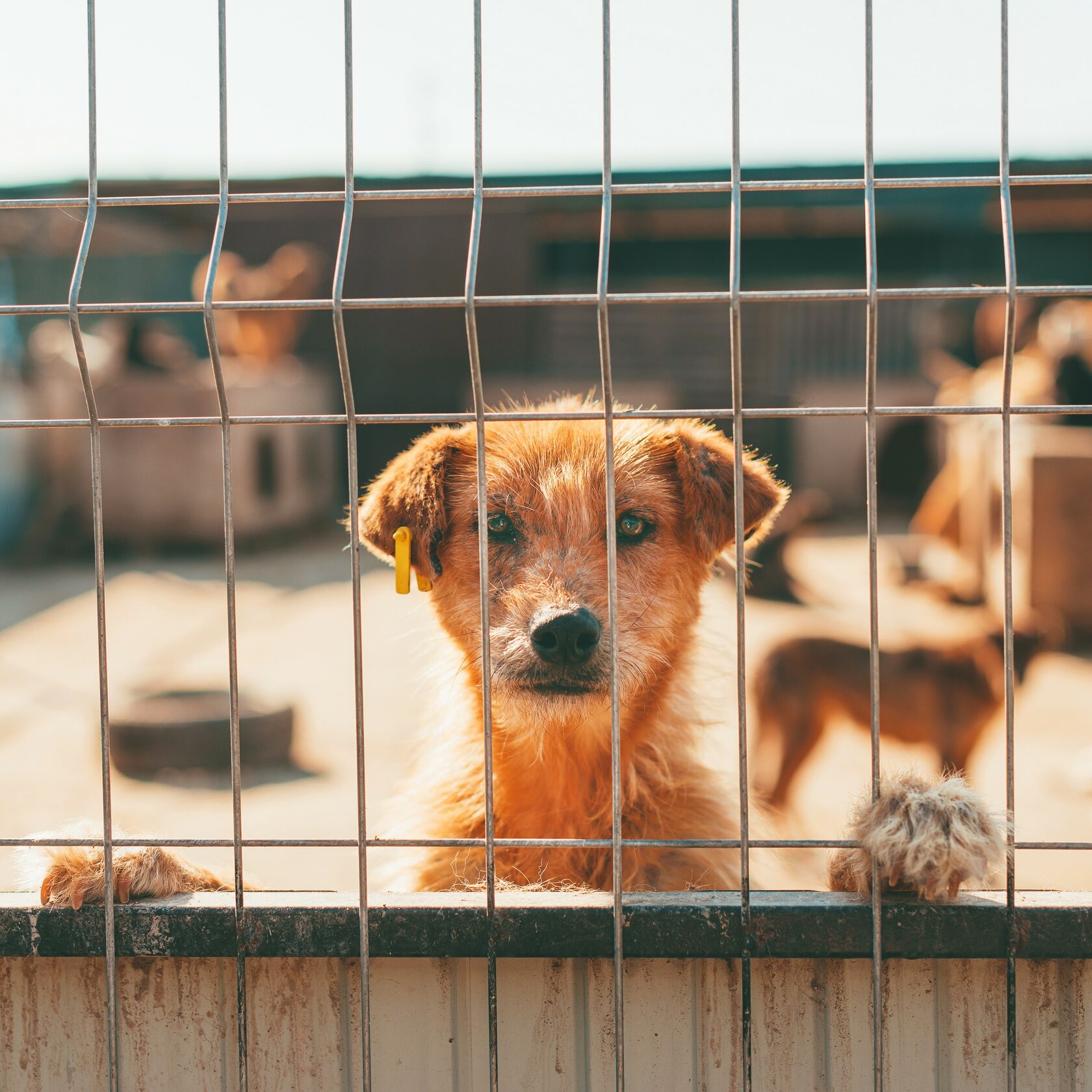 Благотворительный фонд поможи животных, помощь животным, взять кошку из приюта, взять собаку из приюта