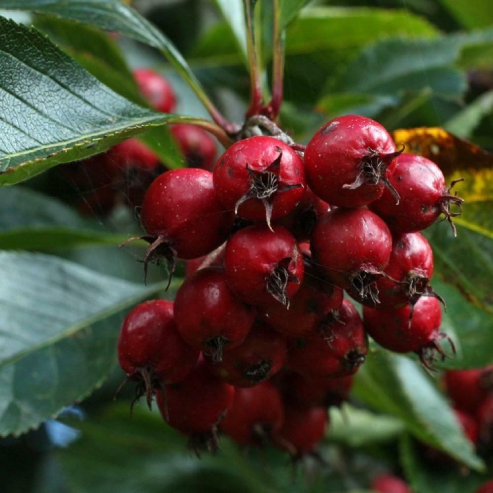 Боярышник это. Боярышник сливолистный. Боярышник сливолистный (Crataegus prunifolia). Кратегус боярышник. Боярышник Crataegus persimilis.