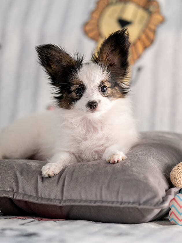 щенок папийона