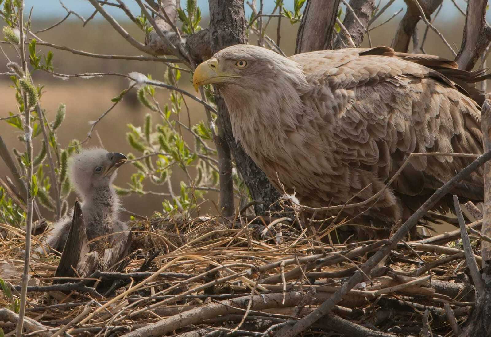 Международный день птиц в Байкальском заповеднике