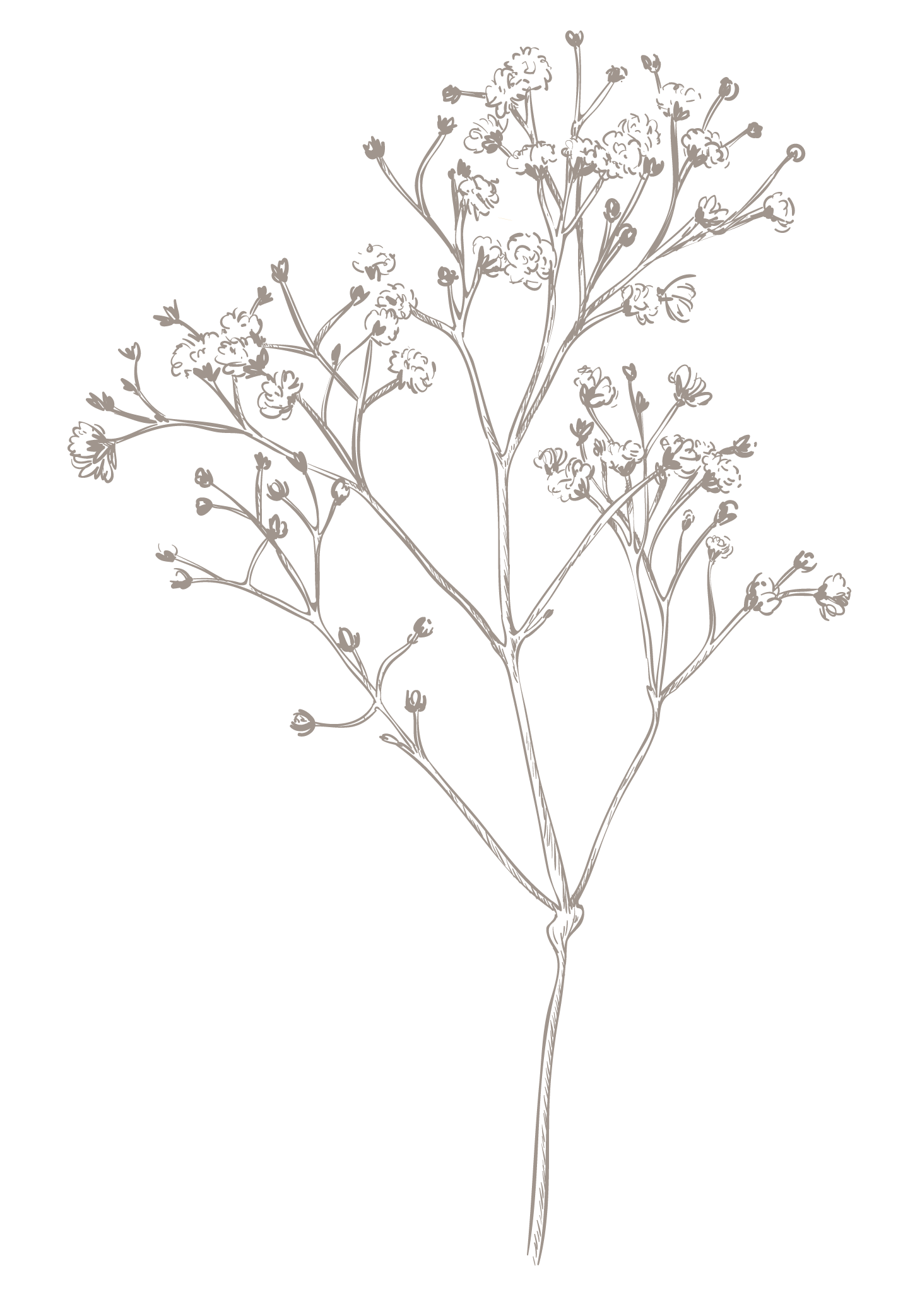 Herbal Organic Product