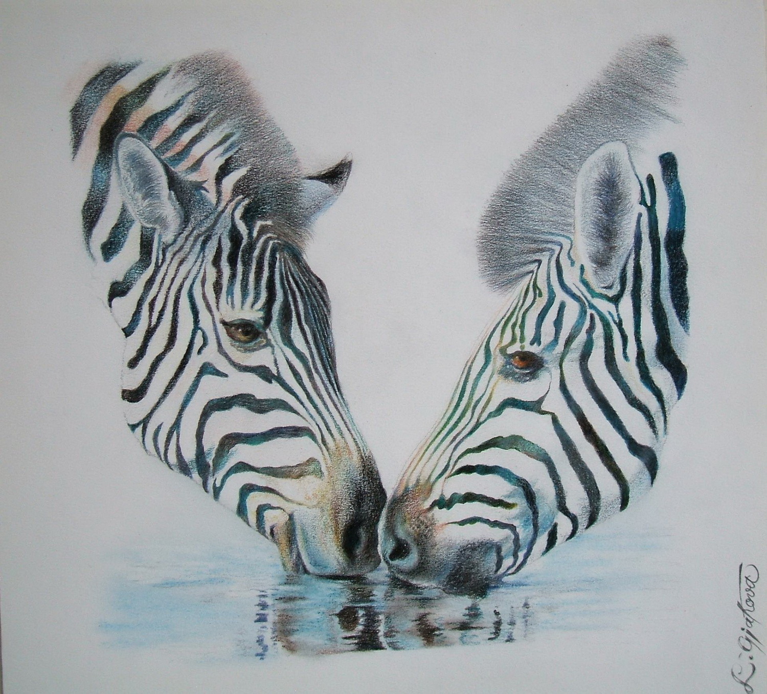 Две зебры акварель