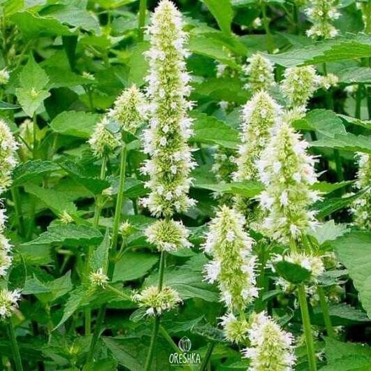 Seeds of Tibetan lofant (Agastache rugosa) — 30 pcs