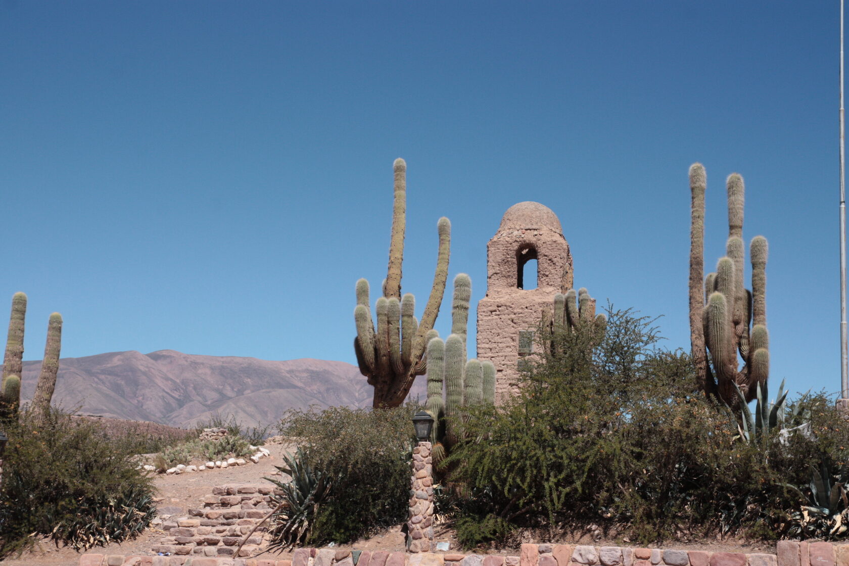 Ancient giant cactus in the Argentine desert