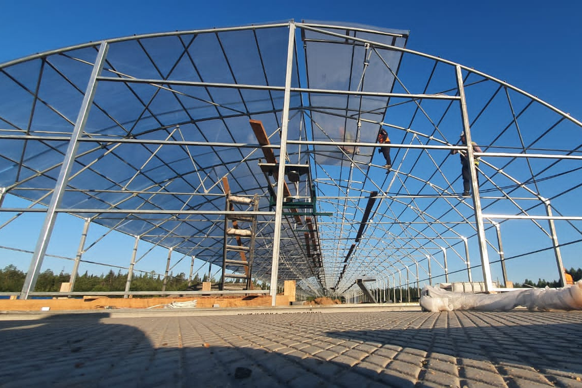 томаты в теплице