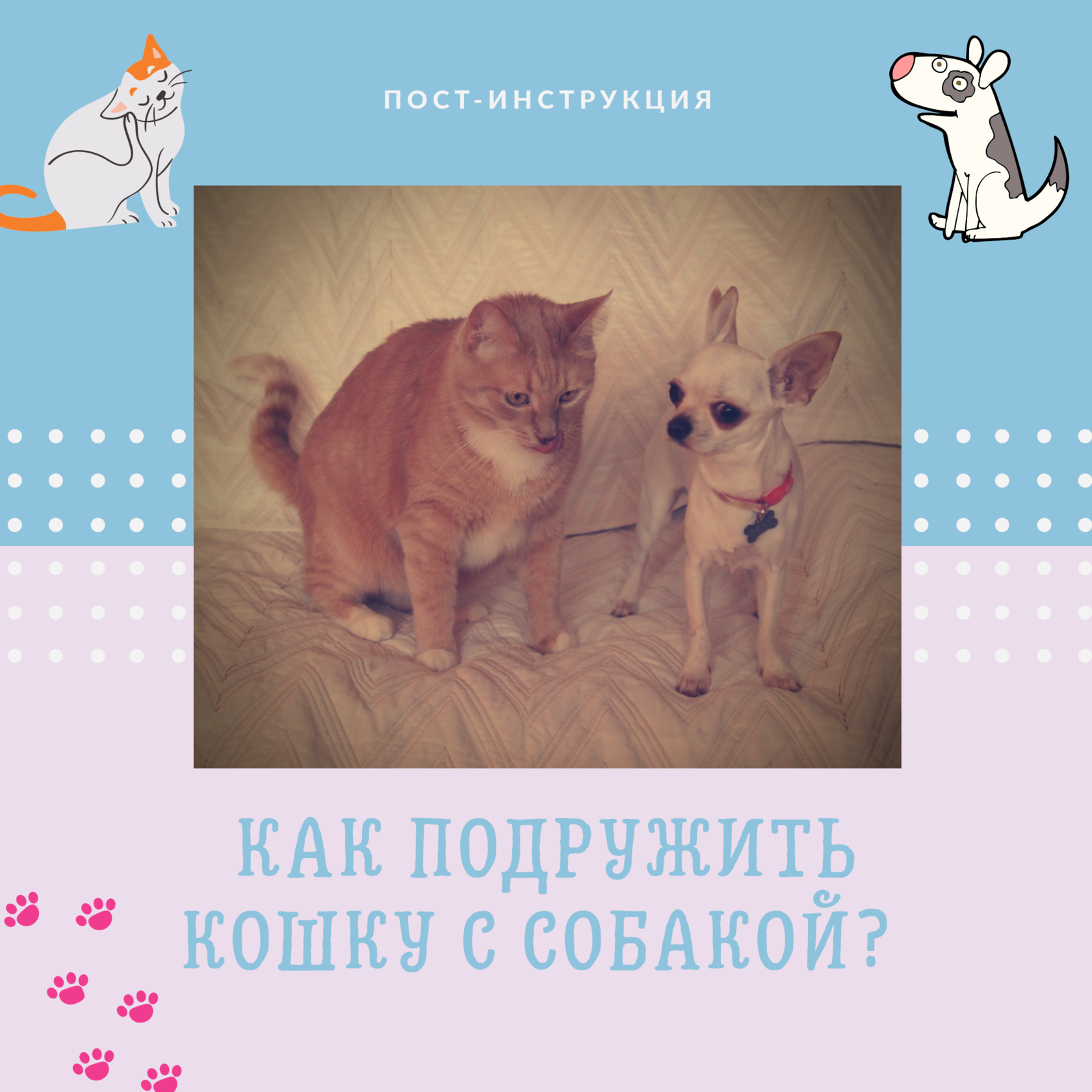 Как подружить кошек дома