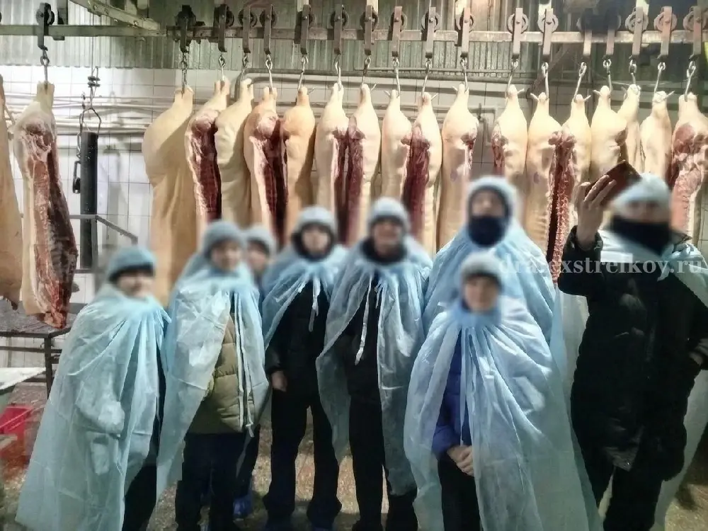 Школьники на экскурсии на скотобойне