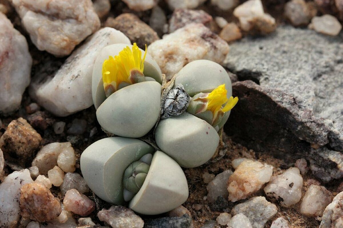 Аргиродерма Lithops Argyroderma