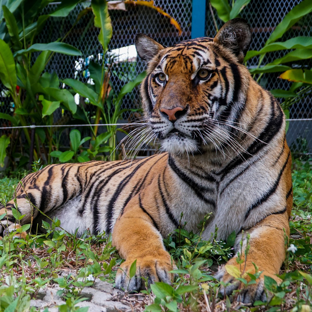 Бутиковый сервис консьержа на Пхукете ‧ Grandista Consierge Service