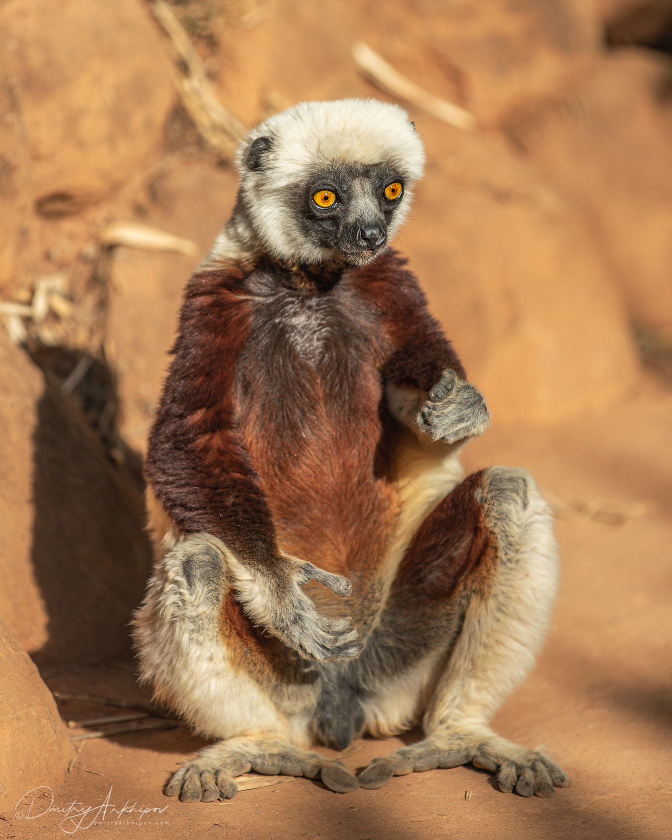 Самые смешные картинки мадагаскара, целую цветами