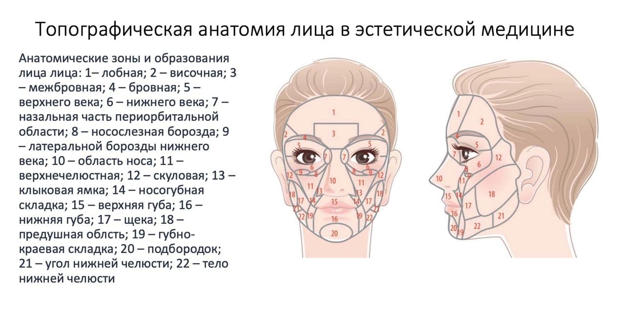 Косметологическая Анатомия Лица Купить