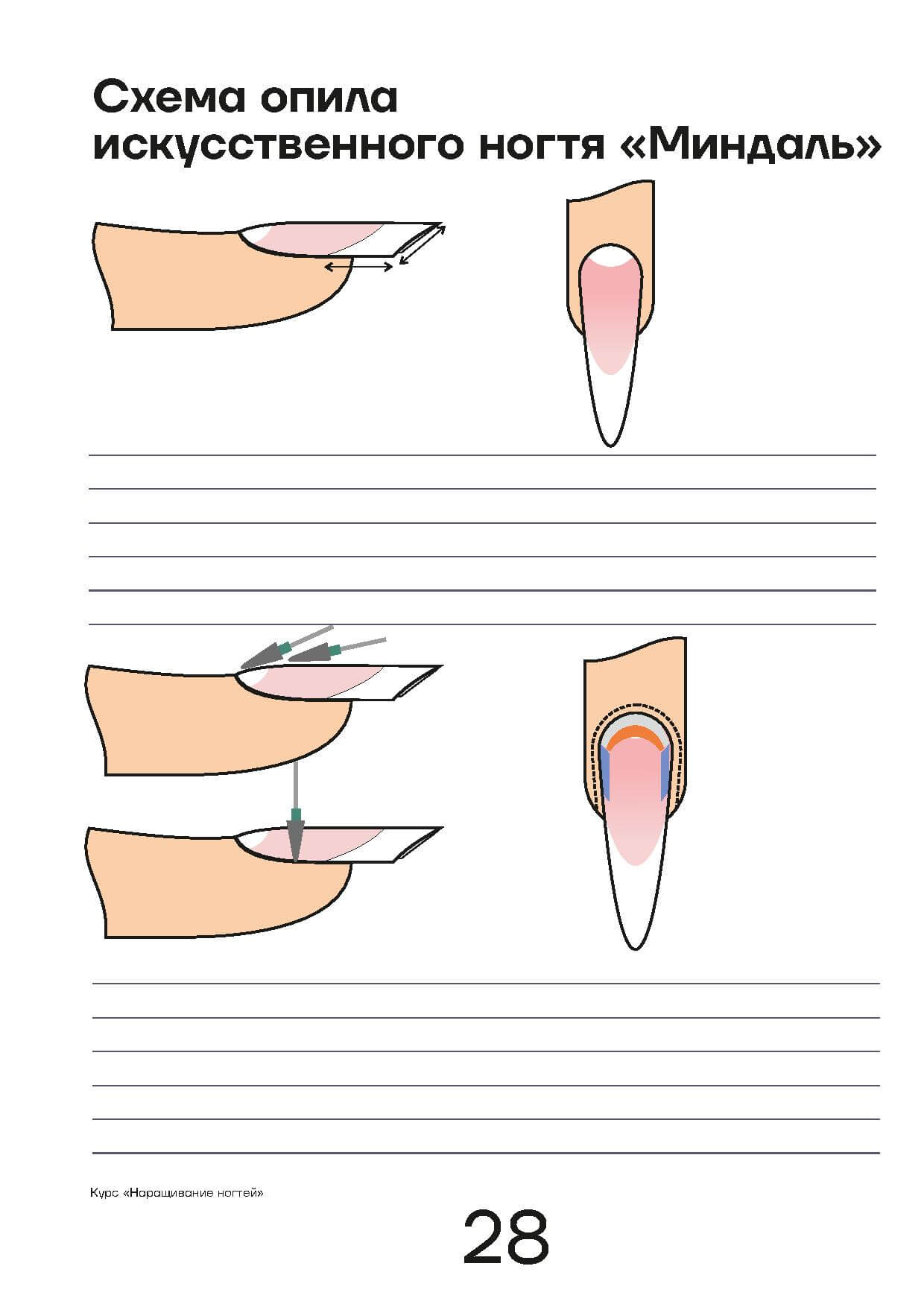 Схема ногтя для маникюра для обучения