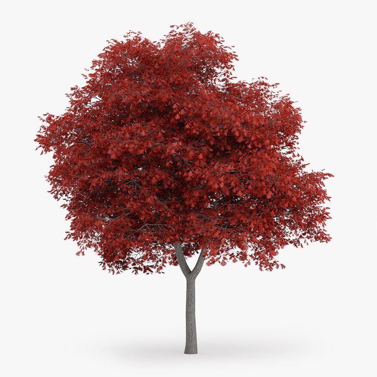 Дерево 3 год. Дуб красный (Oak Red). Дерево Red Oak. Дуб красный 