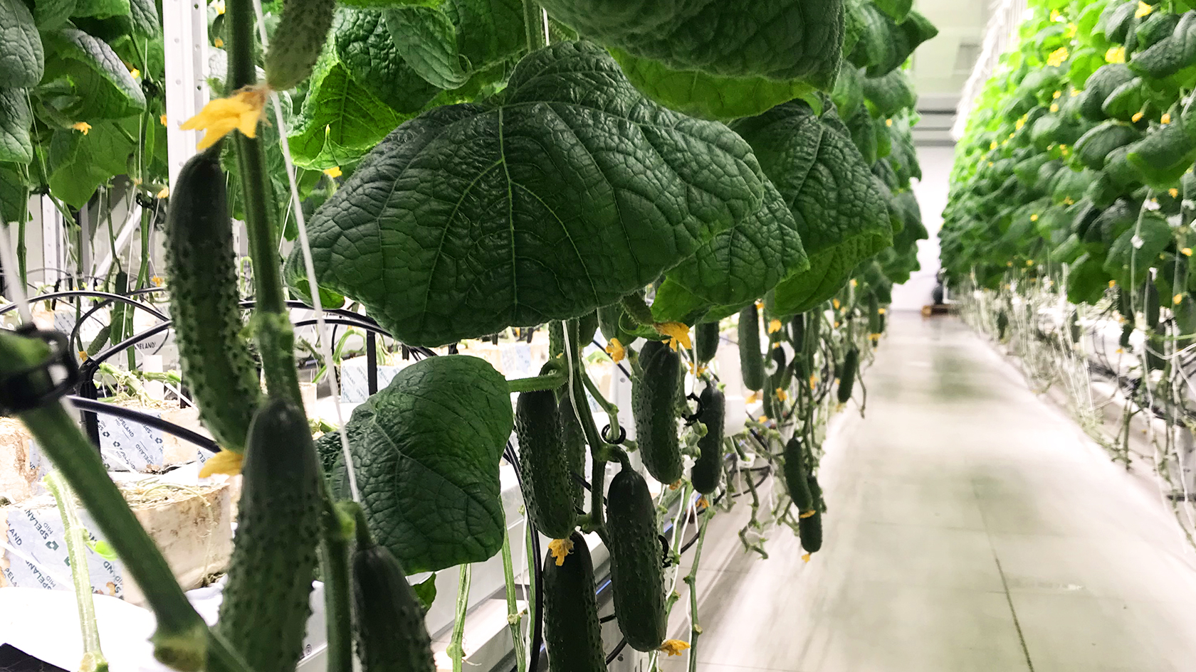 Hydroponic System to Grow Cucumbers with iFarm Technology
