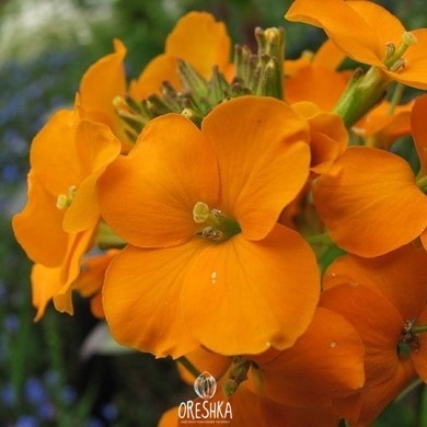 Seeds of common wallflowe (Erysimum cheiri) — 30 pcs