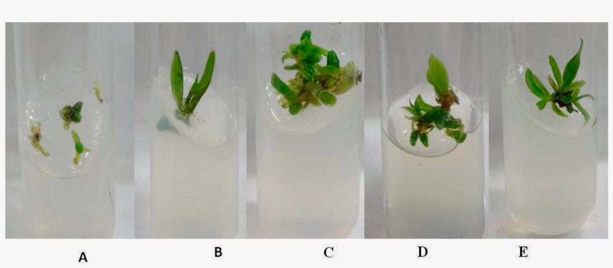 селекция тюльпана in vitro