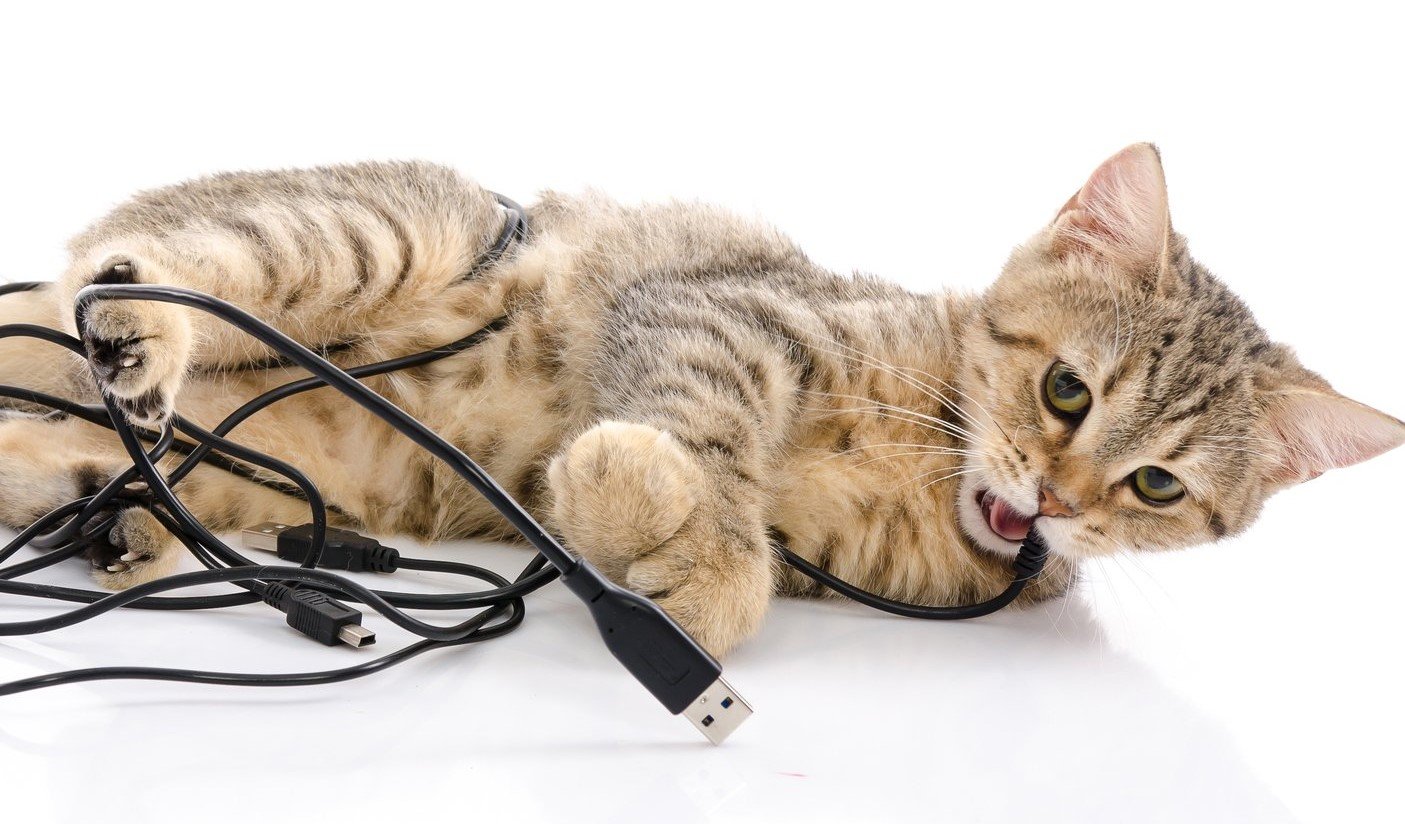кошка на батарее, батареи опасны для кошек, кошка застряла в батарее, радиа...