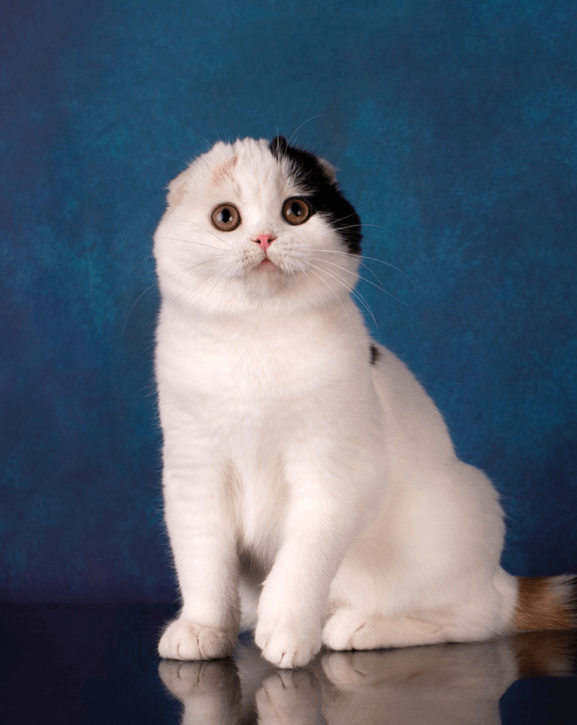 Шотландская кошка - Питомник шотландских кошек Saint Hunter
