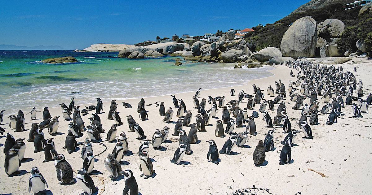 Колония пингвинов Boulders Beach в Саймонстауне