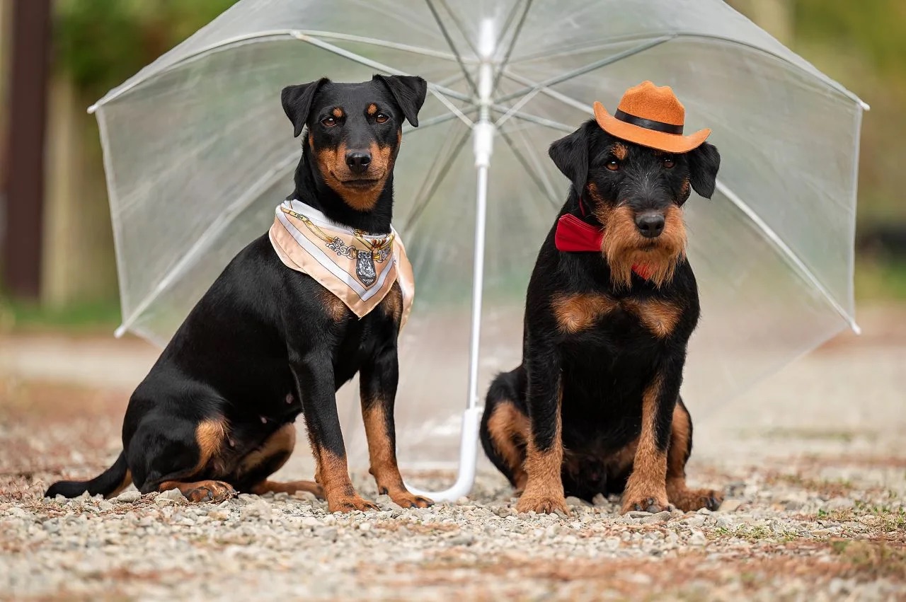 Осенний вайб от Акбеон Эгоист и Акбеон Уорра