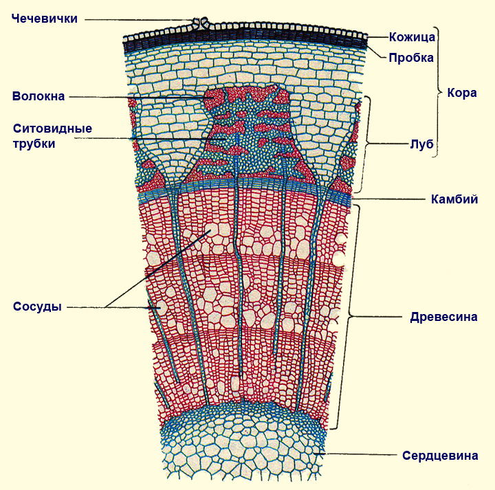 На картинке представлен