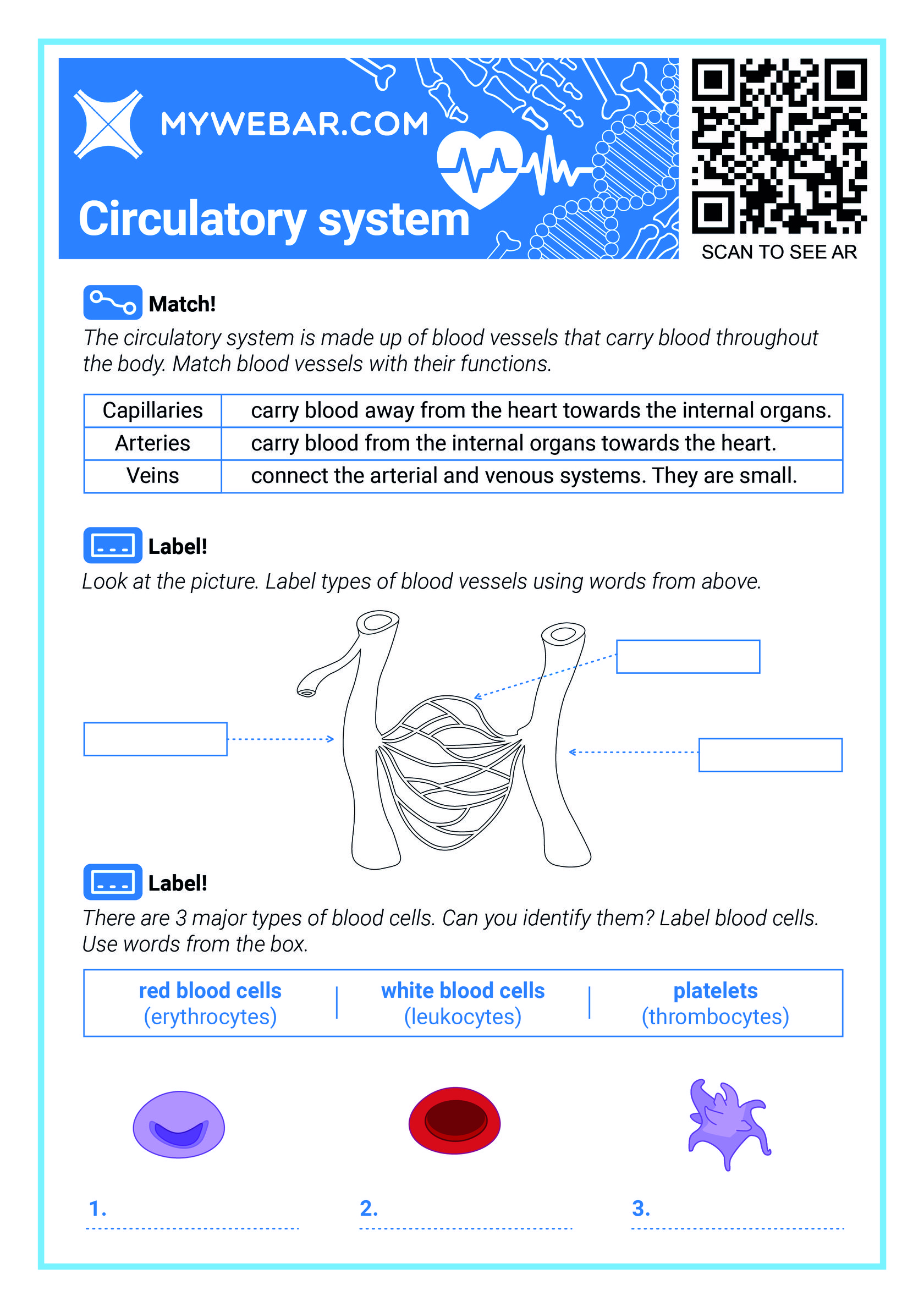 Circulatory System