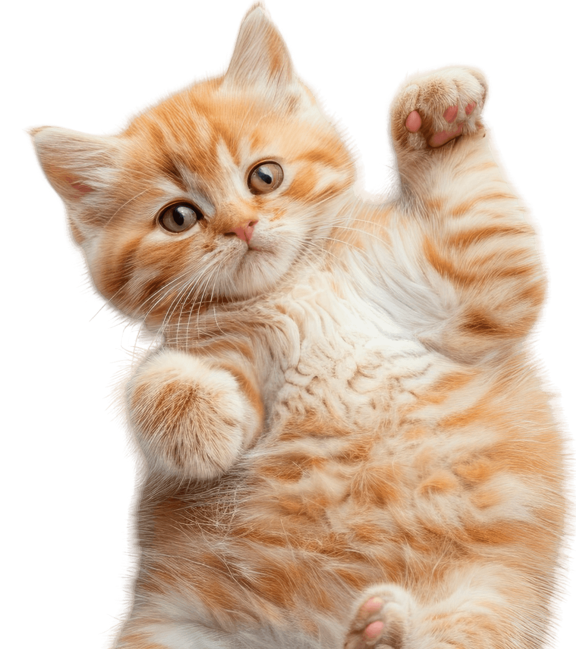 изображение котенка бренд demurr