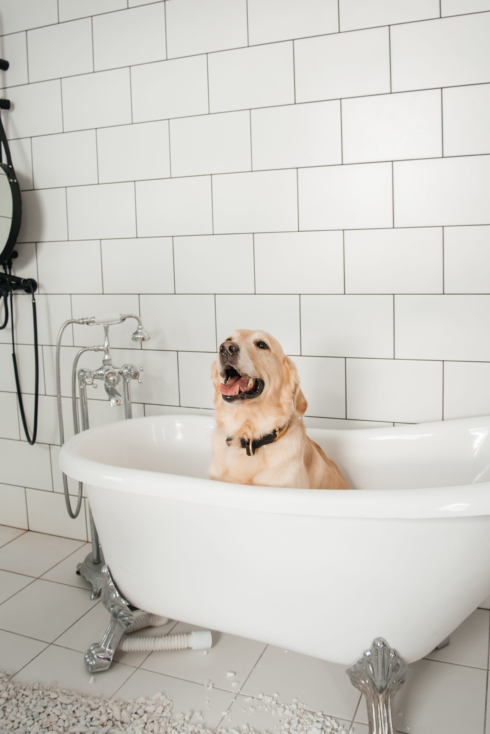 Собака боится грома, залез в ванну