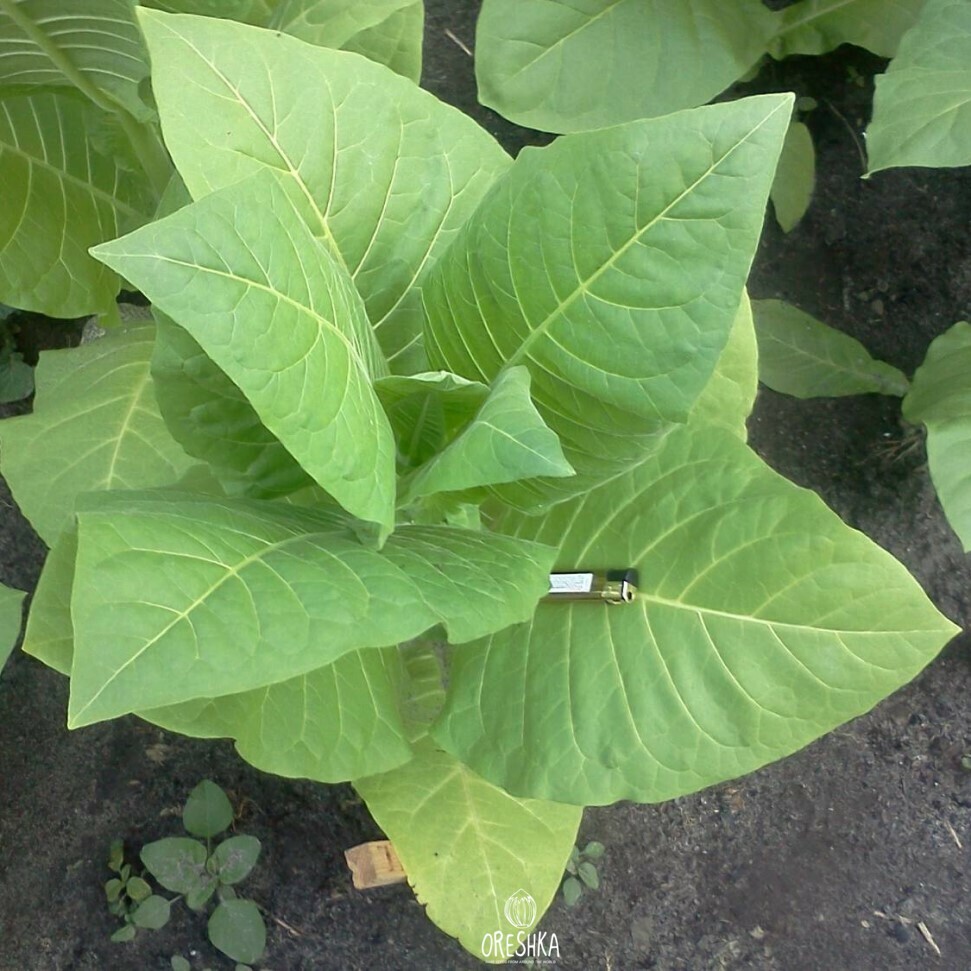 Seeds of Tobacco samsun 85 (Nicotiana tabacum) — 300 pcs