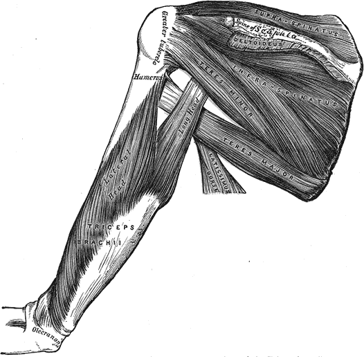 Мышцы тыла лопатки · Gray’s Anatomy, 1918