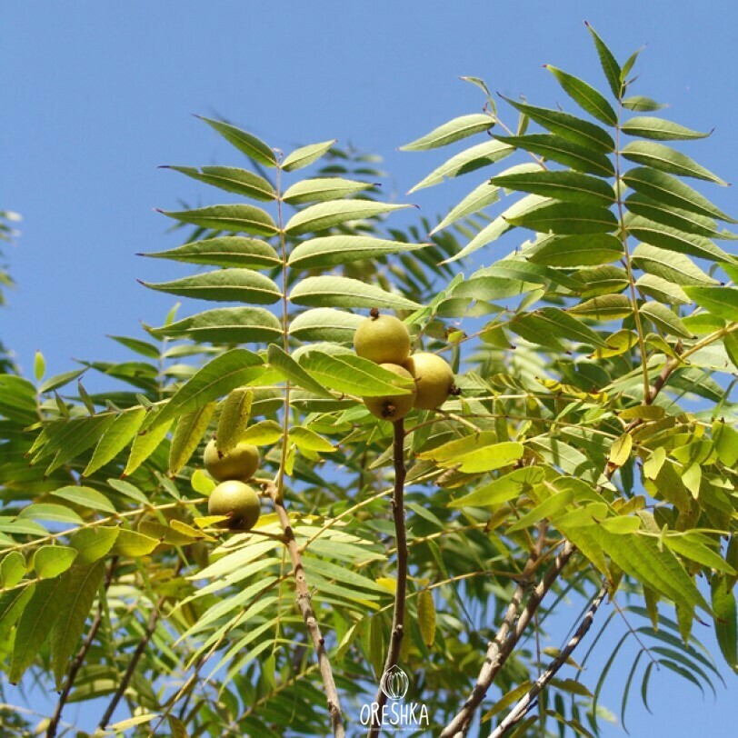 Rock walnut Juglans rupestris dark gray cracking bark straight trunk detail
