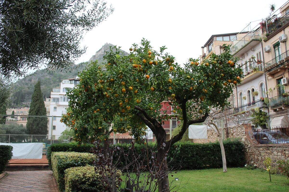 Апельсиновое дерево в коммунальном саду Таормины