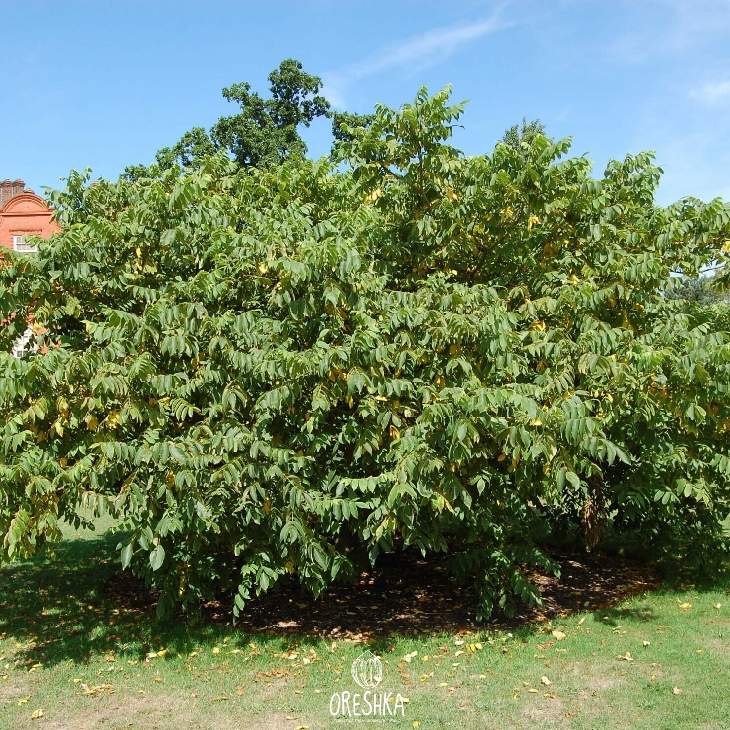 Орех серый Juglans cinerea